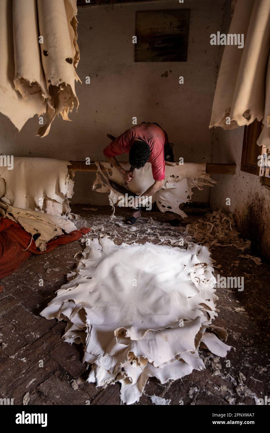 Ein Arbeiter in den Gerbereien von Fez, der die bereits gebräunten Felle mit einem Spezialwerkzeug enthärtet, das mit der Brust gedrückt wird. Stockfoto