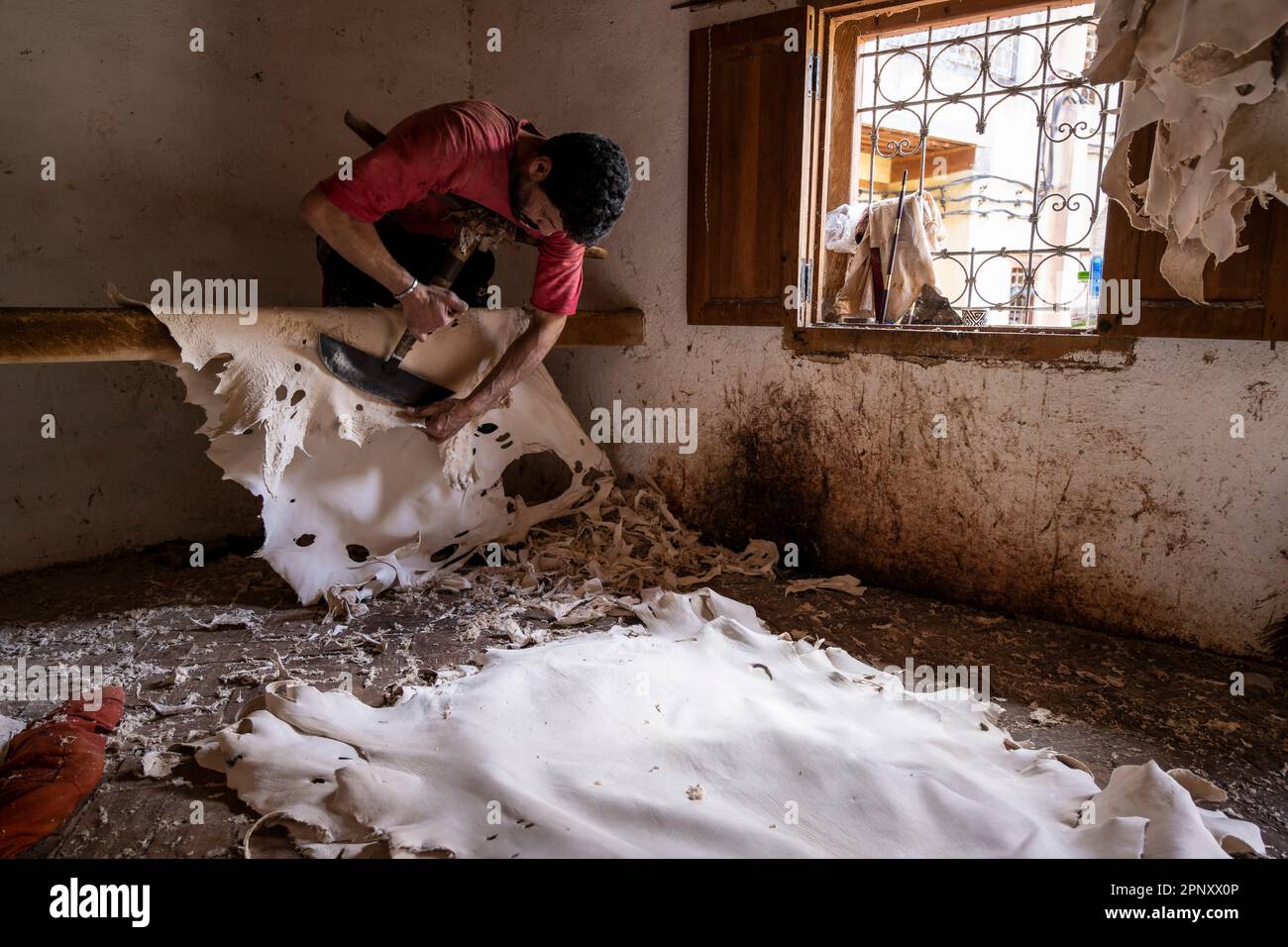 Ein Arbeiter in den Gerbereien von Fez, der die bereits gebräunten Felle mit einem Spezialwerkzeug enthärtet, das mit der Brust gedrückt wird. Stockfoto