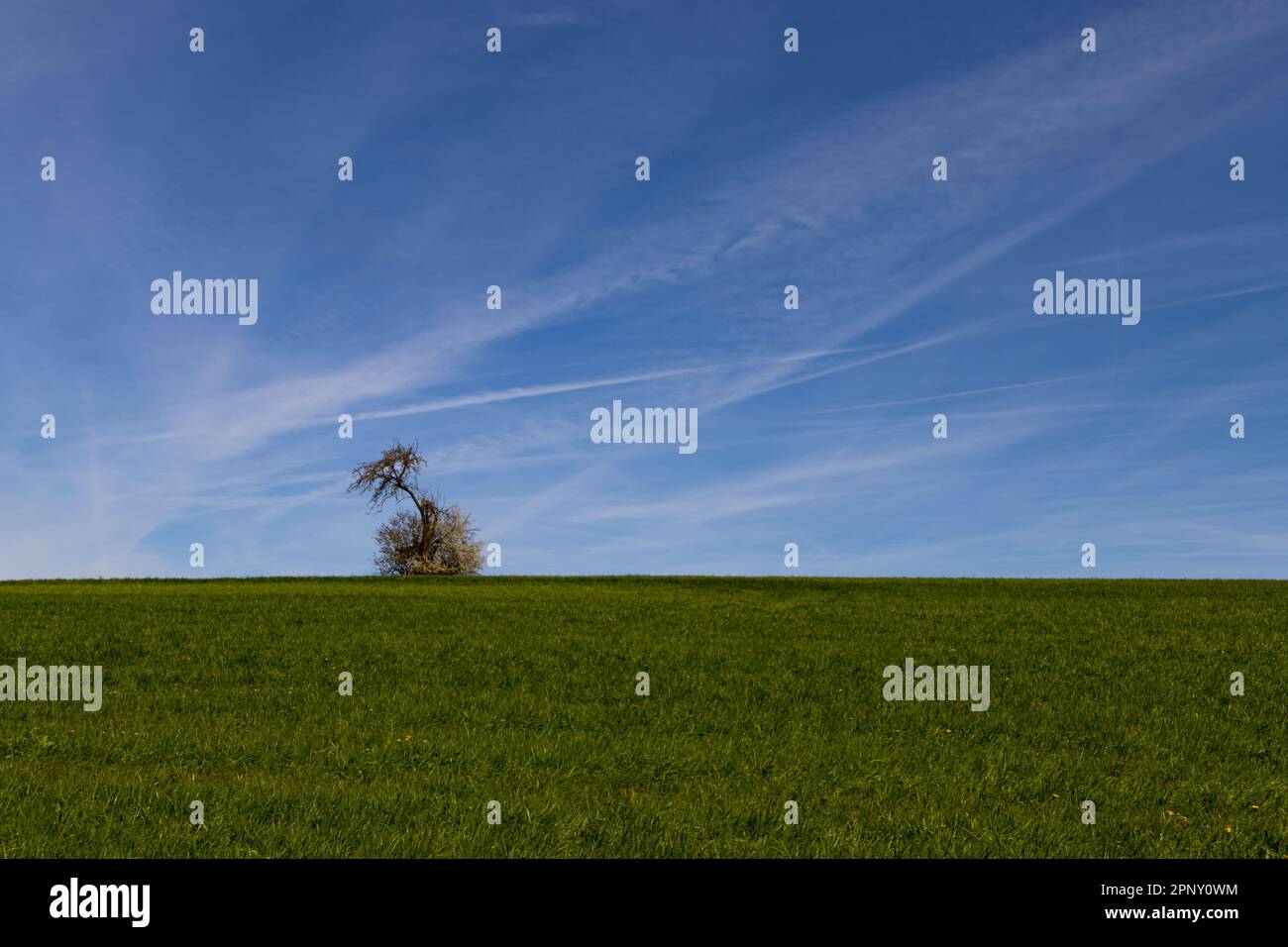Einzelner Baum am Horizont mit Kopierbereich Stockfoto