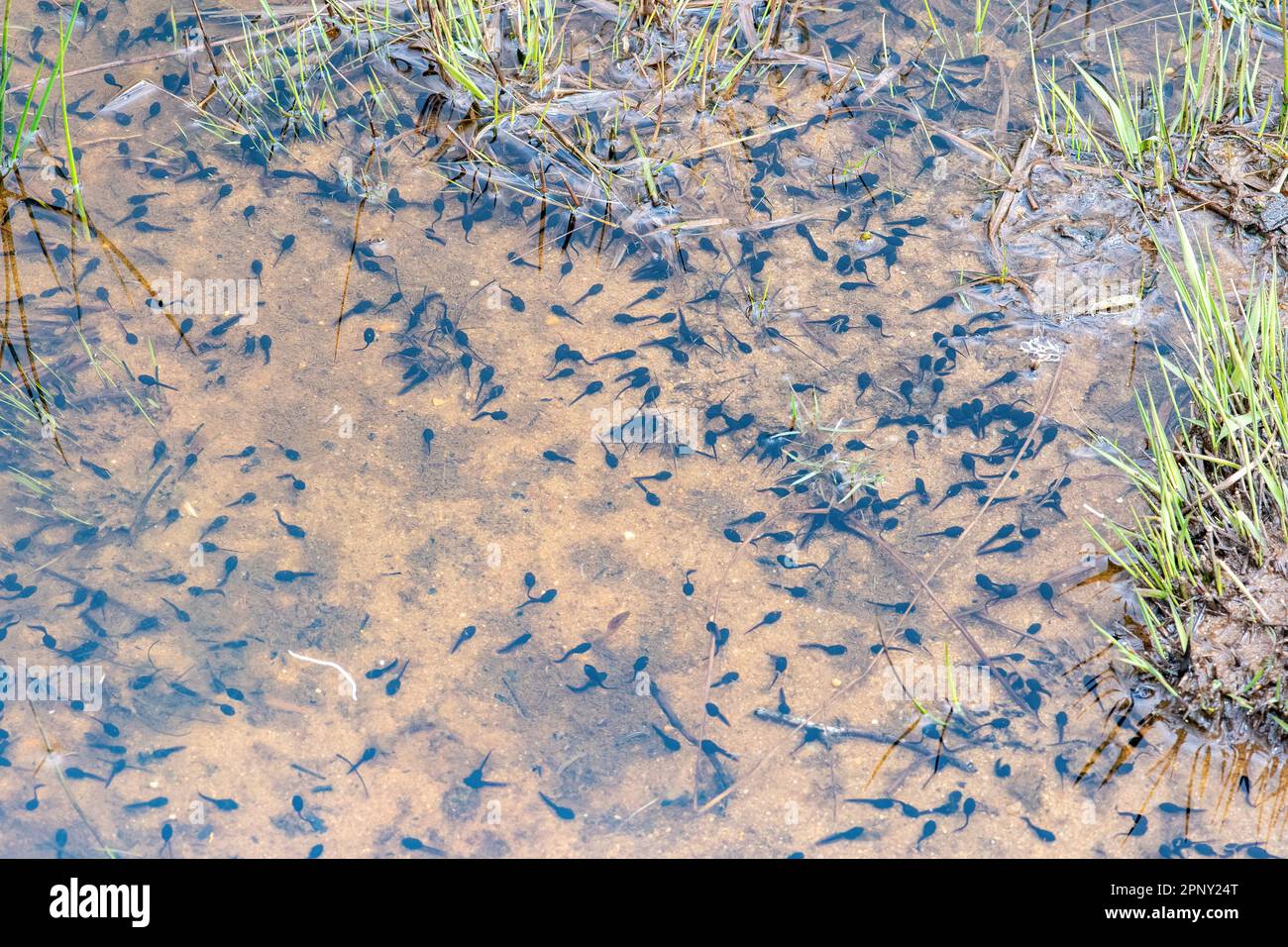 Kaulquappen (Bufo-Bufo-Entwicklung) in einem Wildteich, England, Großbritannien, im April oder Frühling Stockfoto