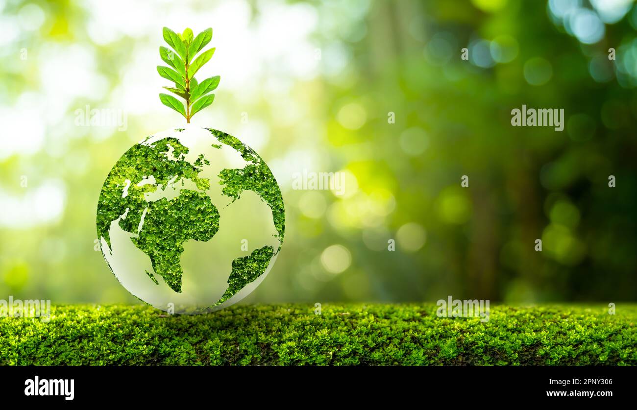 Umwelt Tag der Erde in den Händen von Bäumen wachsenden Sämlinge. Bokeh grüner Hintergrund weibliche Hand Baum auf natur feld gras wald conservati Stockfoto