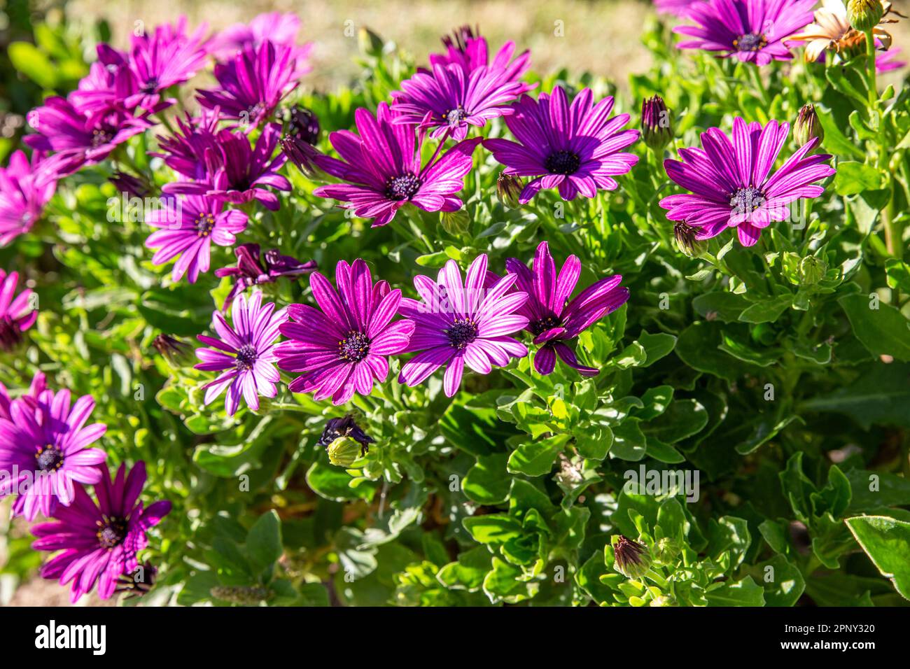 Violette Osteospermum ecklonis-Blüten am sonnigen Tag Stockfoto