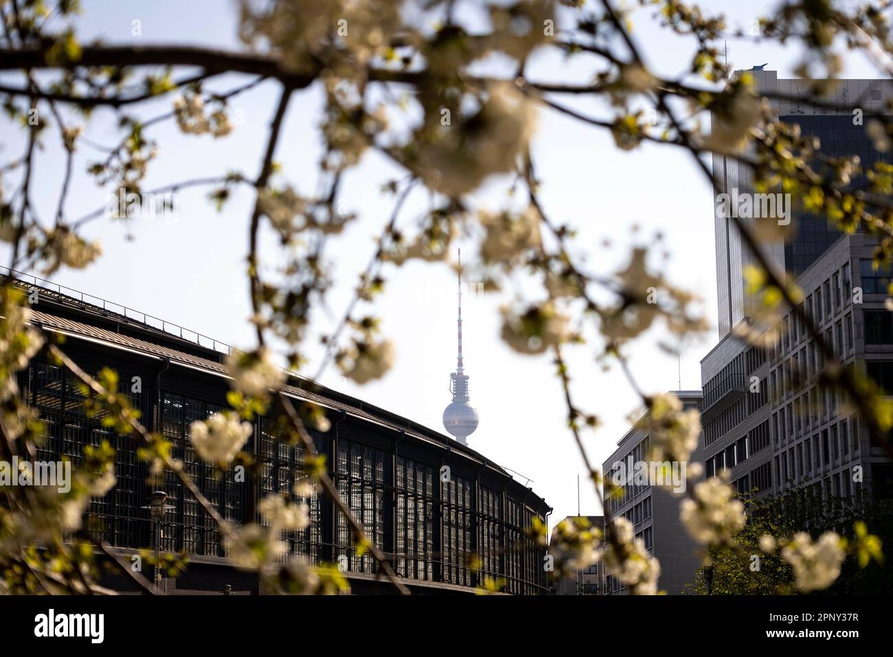 Berlin, Deutschland. 21. April 2023. Der Berliner Fernsehturm wurde hinter einer wilden Kirschblüte auf dem Dorothea-Schlegel-Platz in der Friedrichstraße aufgenommen. Berlin, 21. April 2023. Kredit: dpa/Alamy Live News Stockfoto