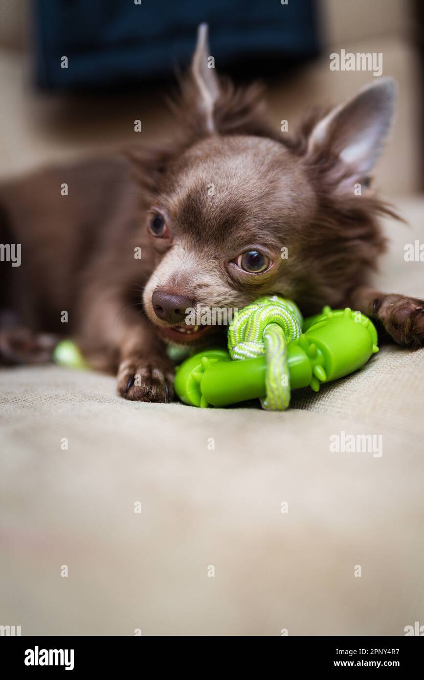 Flieder süßer Longhair-chiwawa-Welpe - Nahaufnahmen Stockfoto