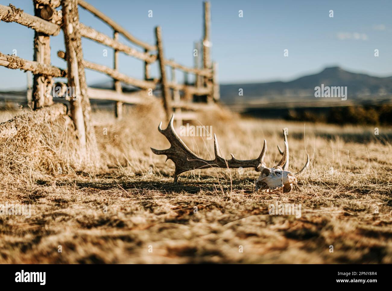Ein Hirschschädel und Geweih neben einem Holzzaun in der Wüste, New Mexico Stockfoto