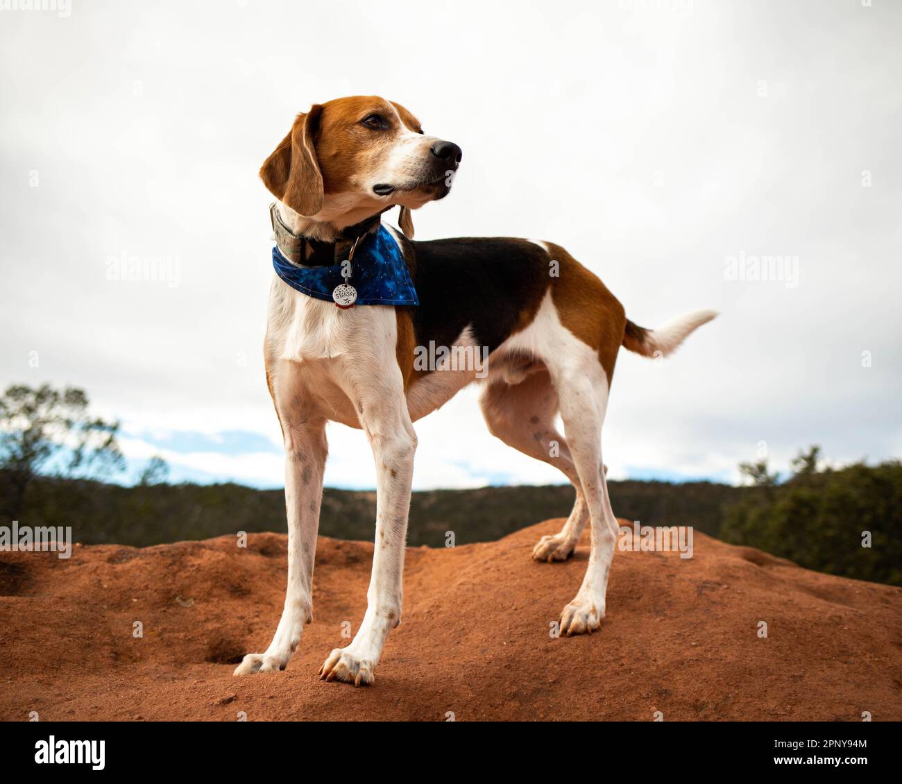 American Foxhound-Wanderung auf den Desert Rocks in Colorado Stockfoto