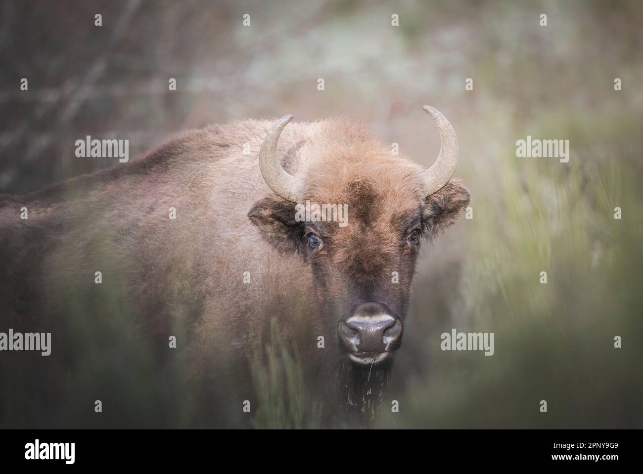 europäische Bisons in natürlicher Umgebung Stockfoto