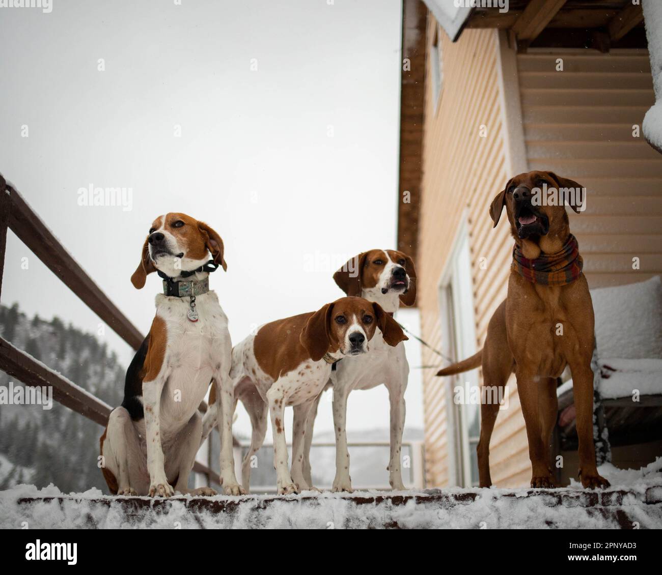 Foxhound, Redbone und Treeing Walker Coonhounds stehen auf Snowy Deck Stockfoto