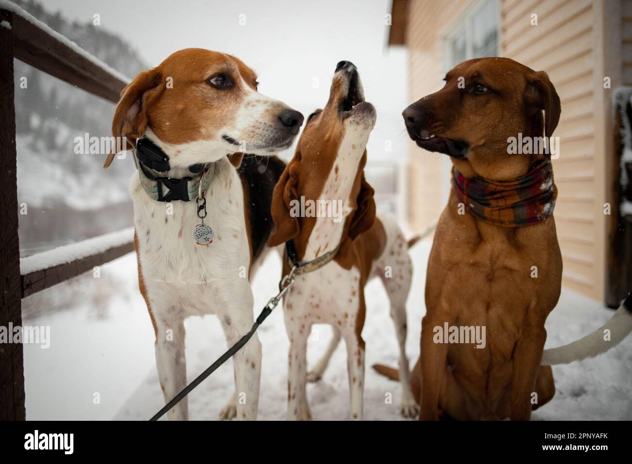 American Foxhound und Redbone Coonhounds heulen in Colorado Stockfoto