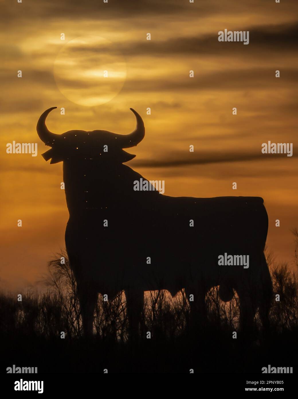 Der legendäre Osborne Bulle mit Silhouette Stockfoto