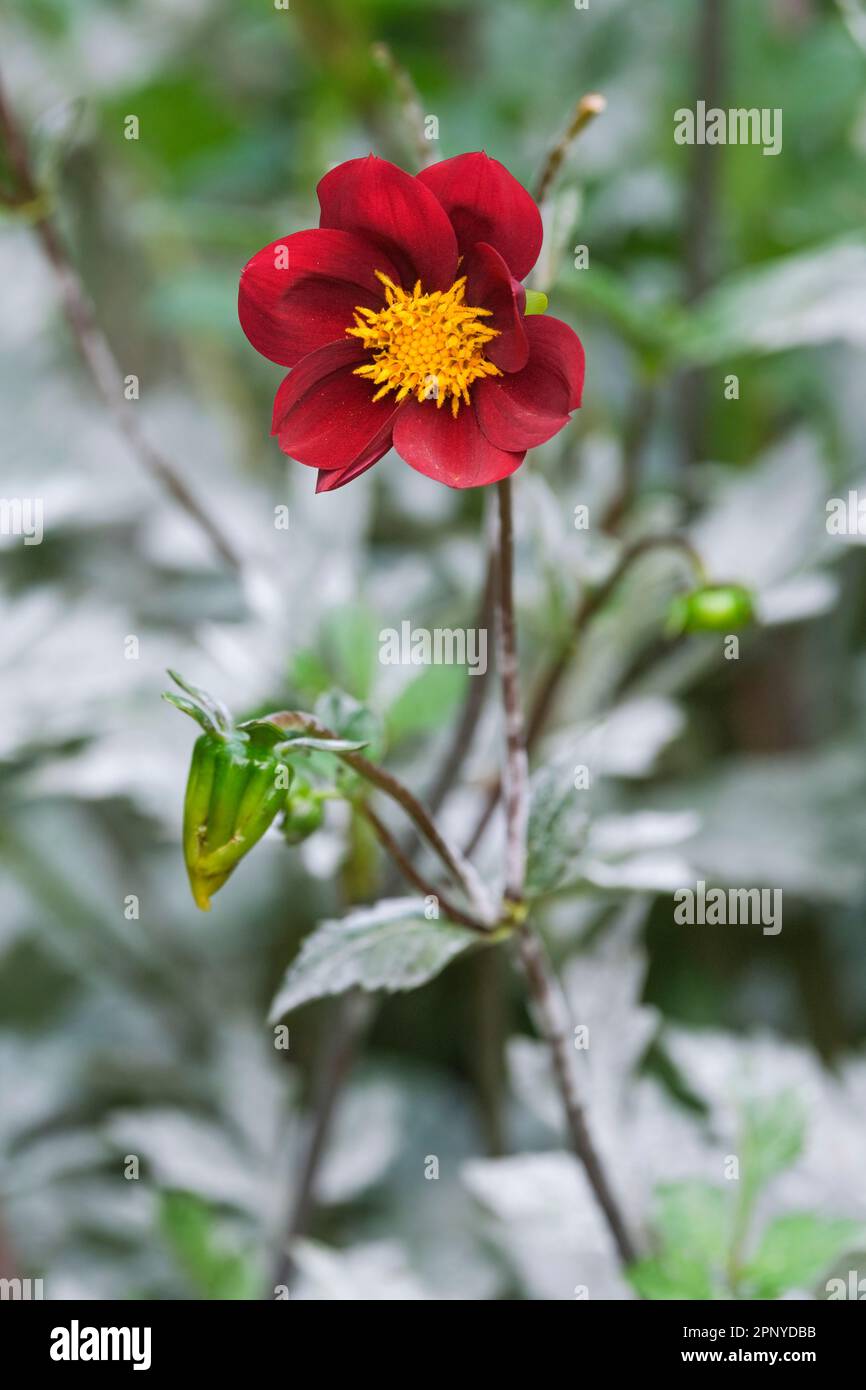 Dahlia Mexican Star, mexikanisch Schwarz, Single, dunkle Stiele, gebräunt, Dunkelgrünes Laub, Blumen dunkelbraun-rote Blüten, gelbe mittlere Scheibe Stockfoto