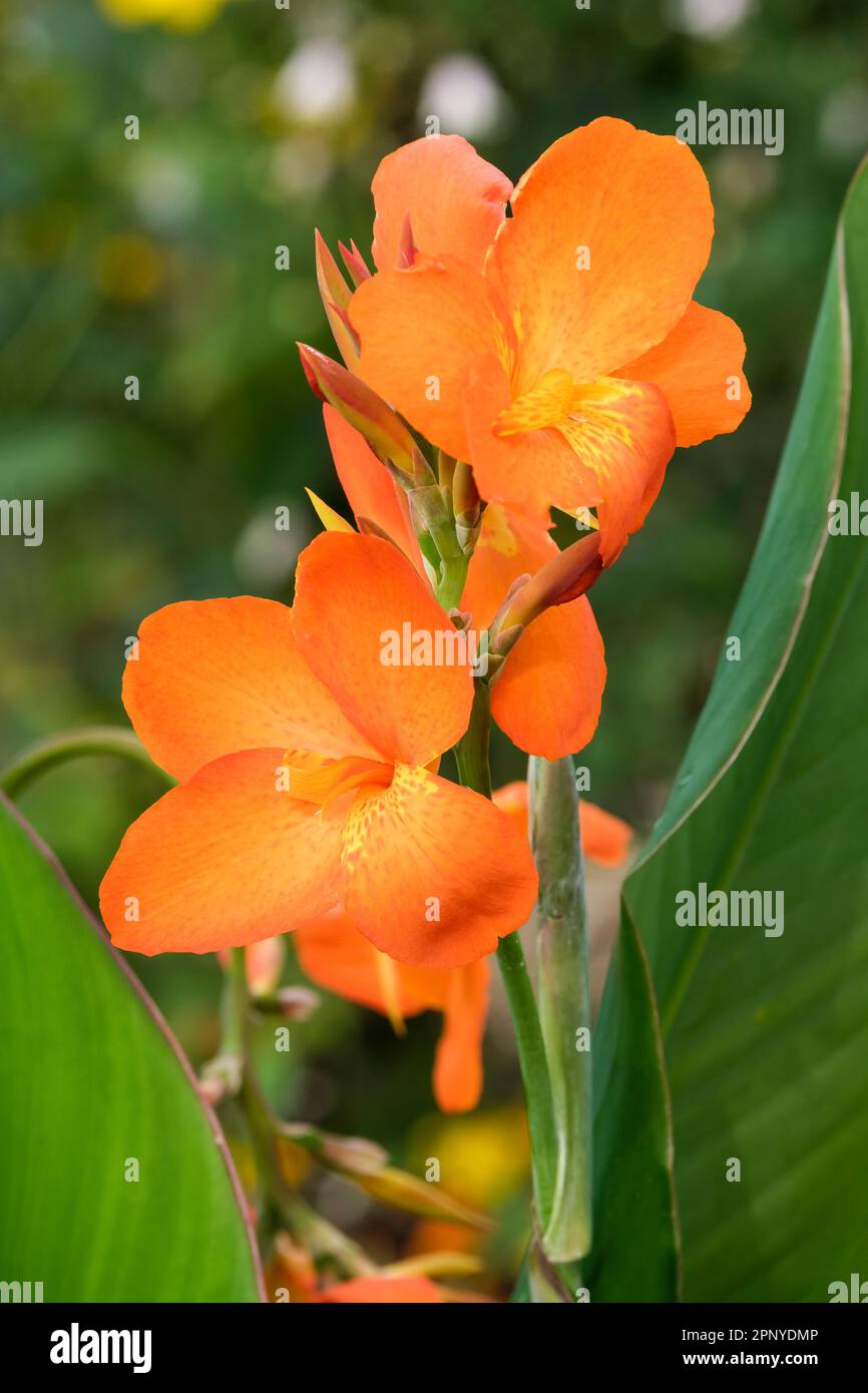 Canna Orange Punch, Zwerg Canna Lilie, Orangenblumen, gelber Hals. Stockfoto