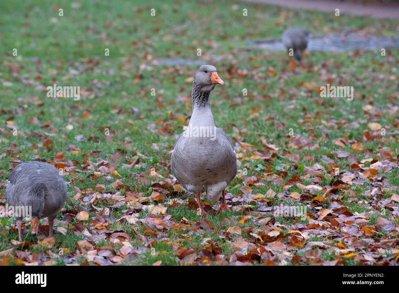 An einem Herbstnachmittag im Tête d'Or-Park in Lyon, Frankreich, wird eine Gänsebamilie gezeigt. Stockfoto