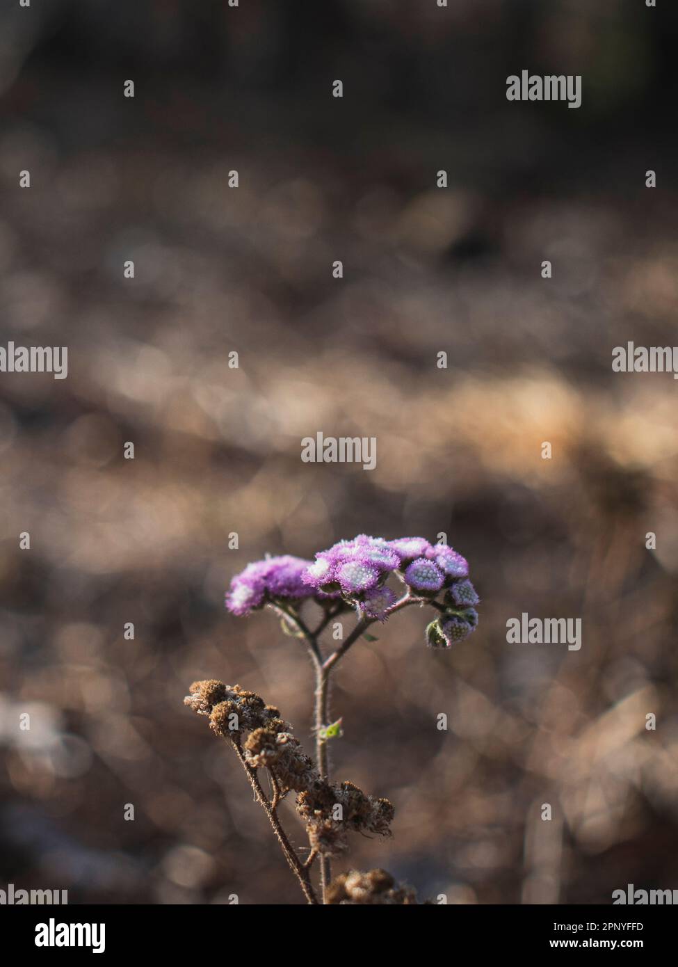 Isolierte Seitenwinkelaufnahme von Blume Bluemink, selektiv fokussiert. Stockfoto