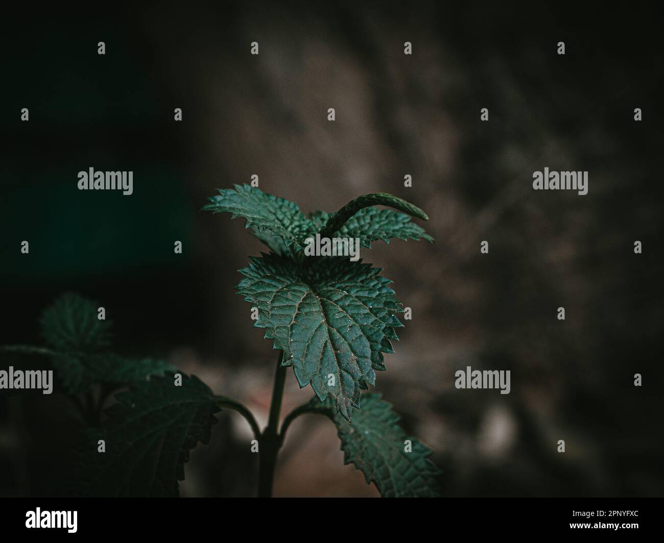 Isolierter Anlagenleiter einer Zwergfabrik namens Small Nettle. Selektiver Fokus Stockfoto