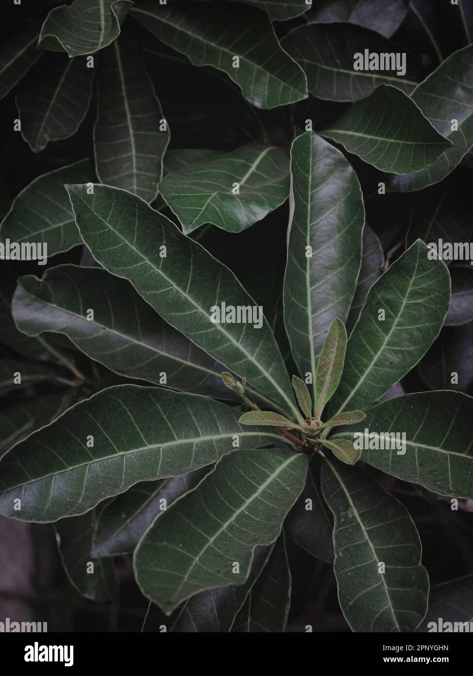 Selektiv fokussiertes Bild des äußeren Wachstums langer ovaler Blätter, Moody Green, Abstract Stockfoto