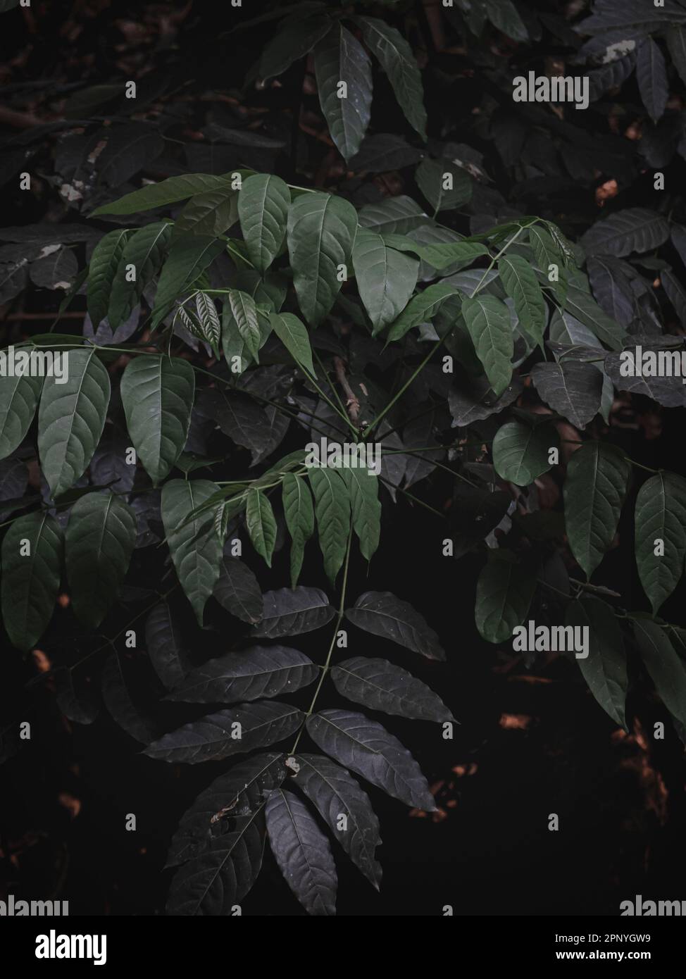 Selektiv fokussiertes Bild von Blättern im Dschungel, abstrakt, stimmungsvolles Grün. Stockfoto