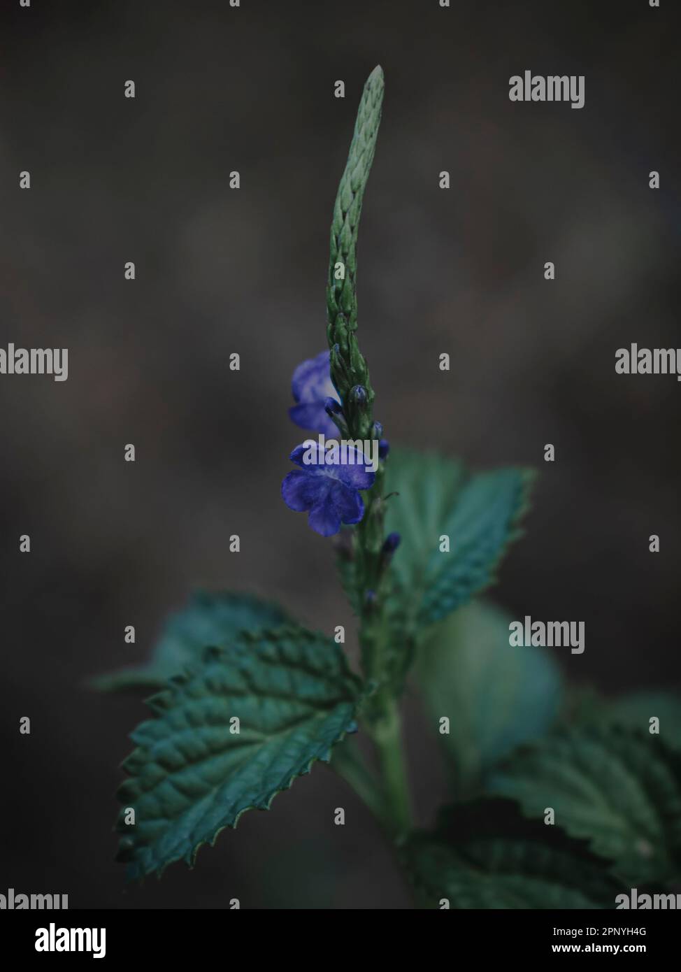 Isolierte Nahaufnahme der Blauen Blume der Sneakweed-Pflanze, Abstract, Selective Focus. Stockfoto