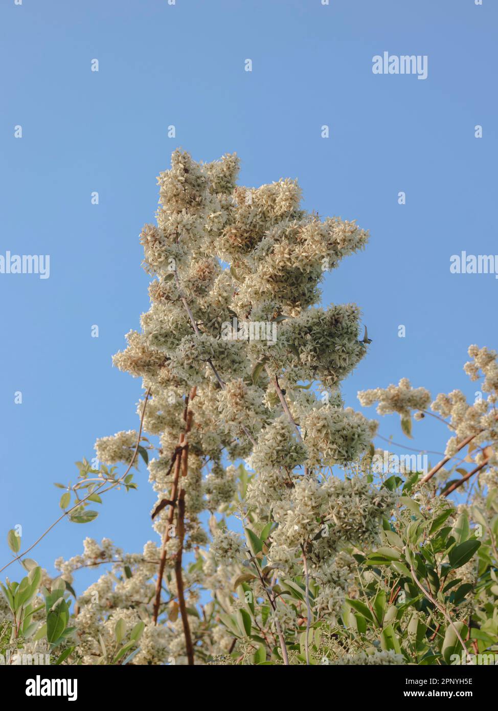 Selektiv fokussiertes Bild von weißen Blumen mit blauem Himmel als Hintergrund, abstrakt. Stockfoto