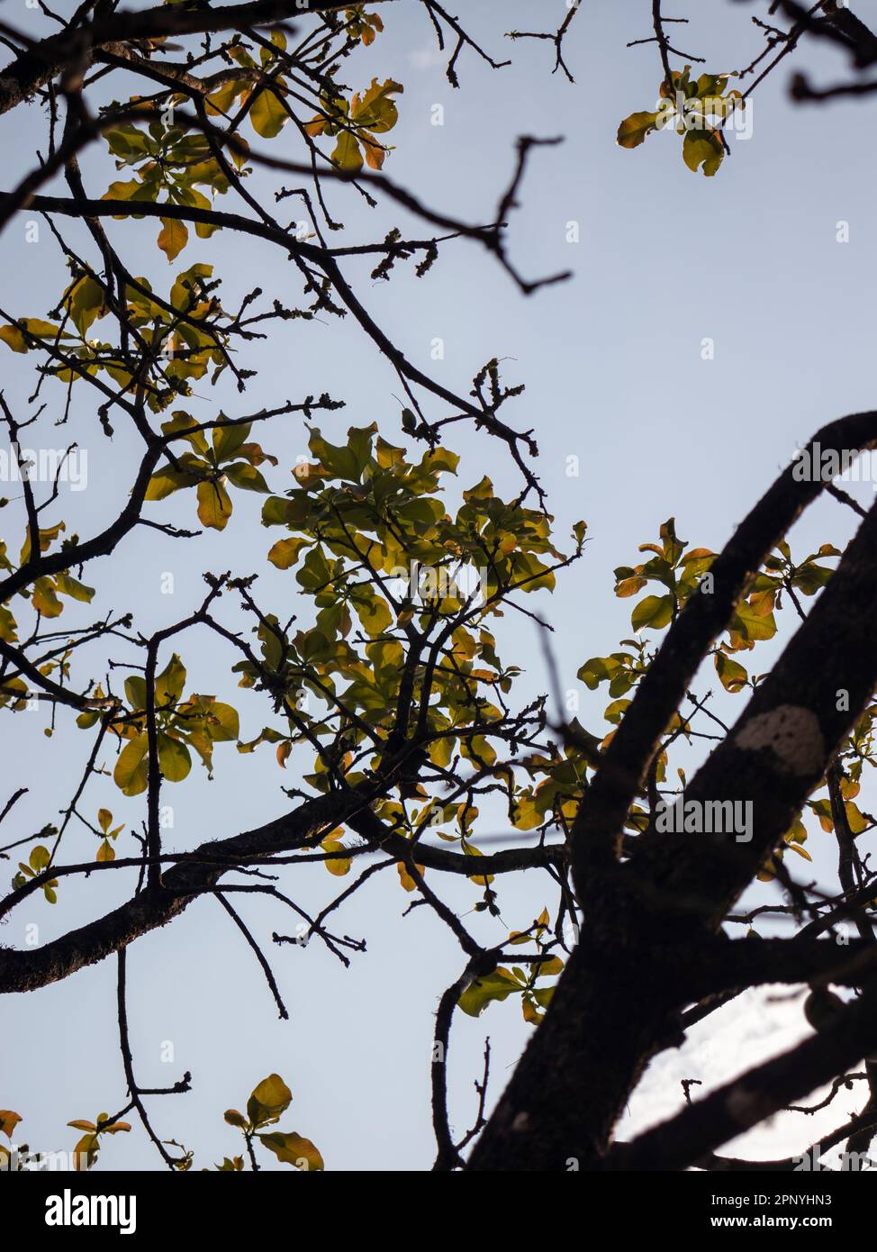 Abstrakt eines Baumes mit Blättern und Himmel als Hintergrund. Selektiv Fokussiert, Abstract. Stockfoto