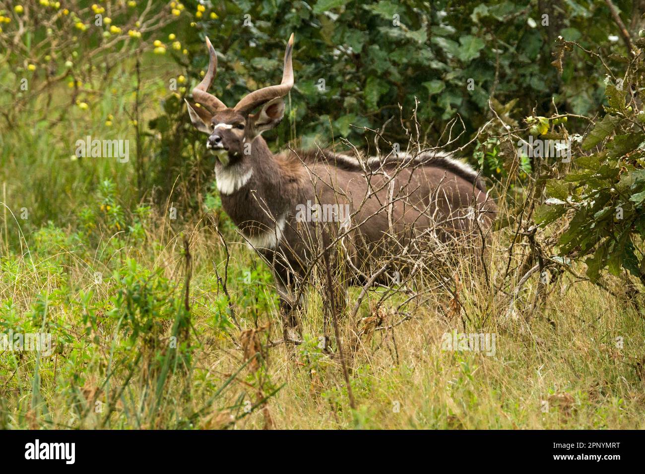 Männliche Bergnyala (Tragelaphus buxtoni) oder Balbok Stockfoto