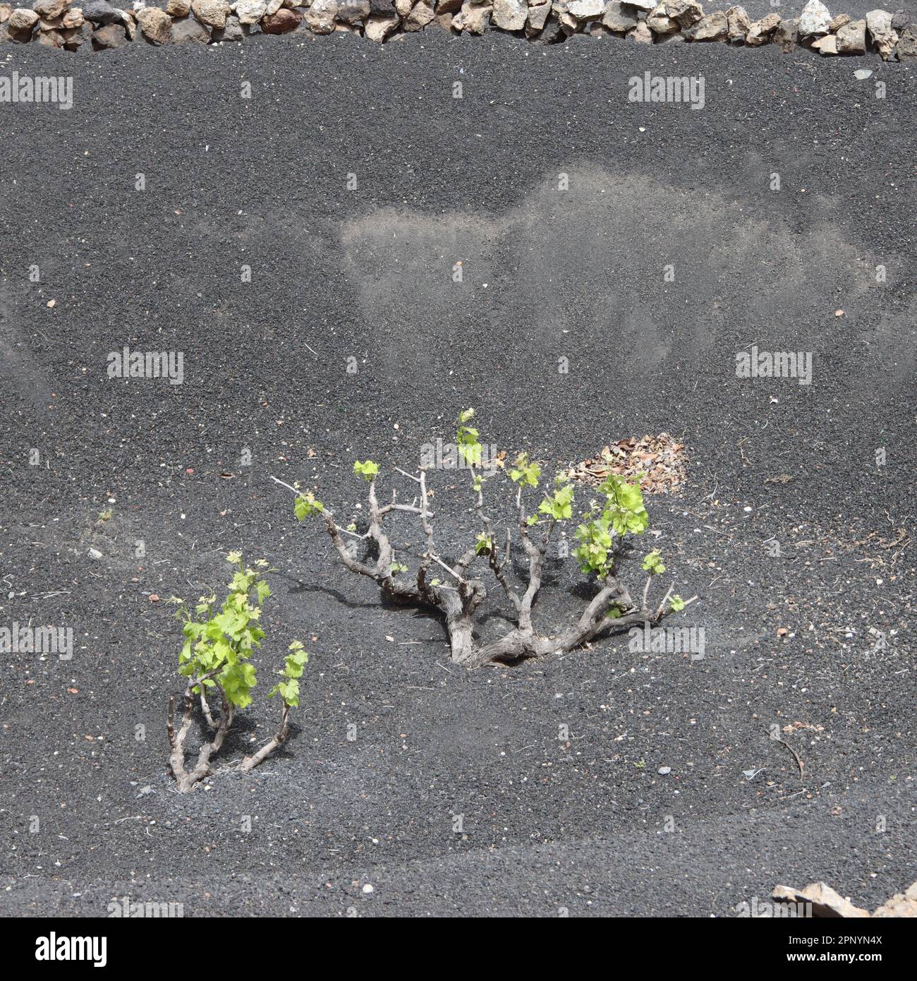 Der Weinbau auf Lavaböden in Lanzarote Stockfoto