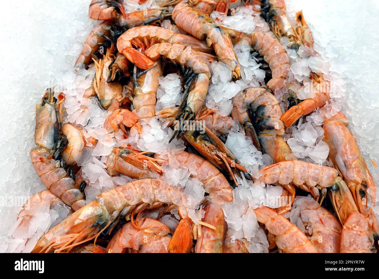 Viele gefrorene, gekühlte, ungeschälte rote Garnelen liegen auf dem Eis, in einem Showcase im Sea Food Store aus nächster Nähe Stockfoto