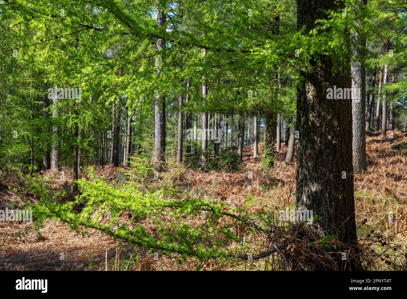 The Uplifting Joy of Spring, Penrith Wood, Cumbria, Großbritannien Stockfoto