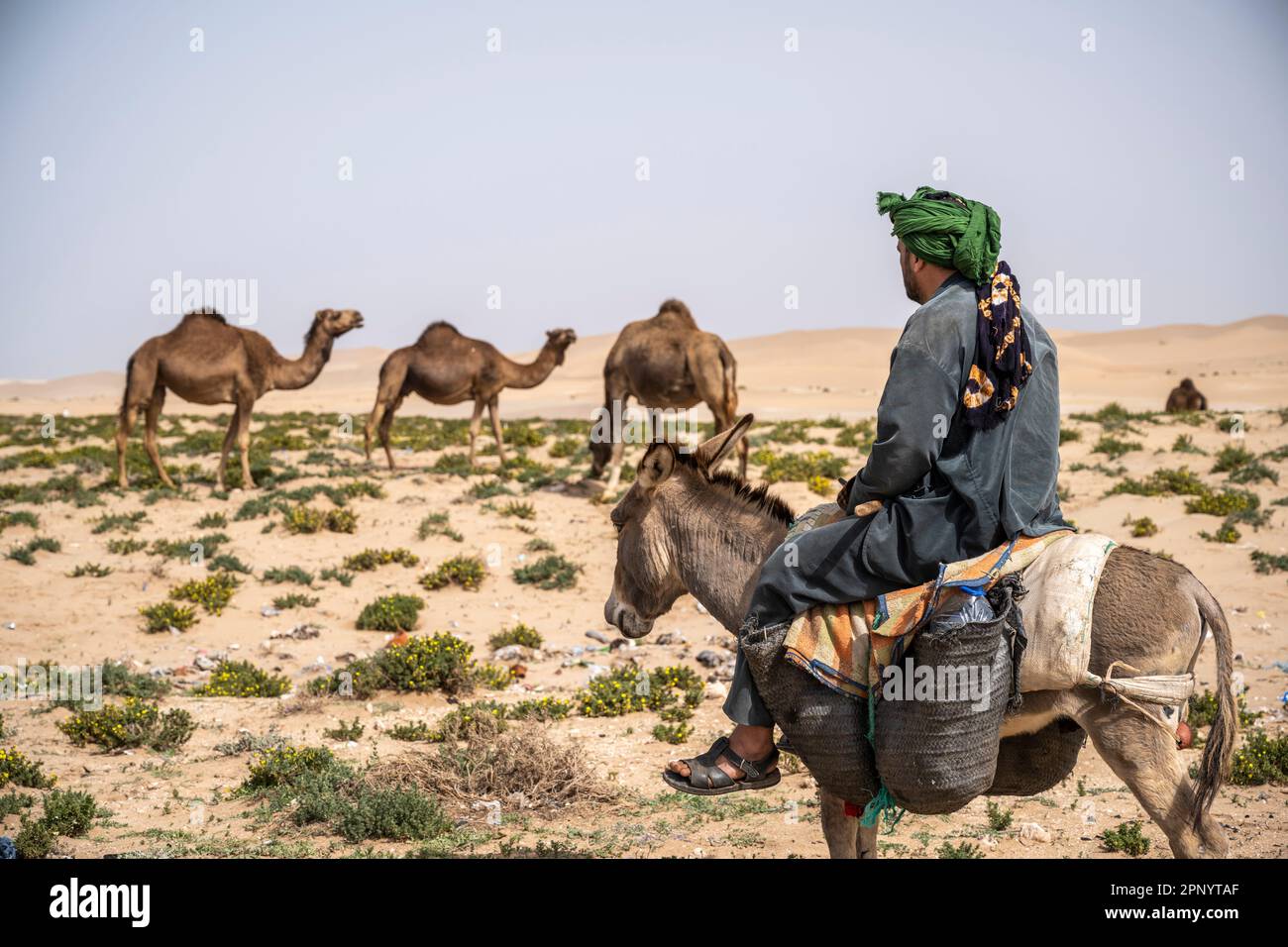 Dromedarshepherd reitet auf einem Esel, der seiner Herde folgt. Stockfoto