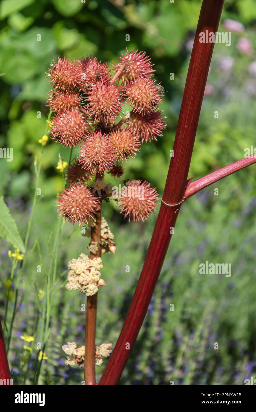 Reife Früchte und Blumen von Rizinusrolle, fotografiert aus der Nahaufnahme Stockfoto