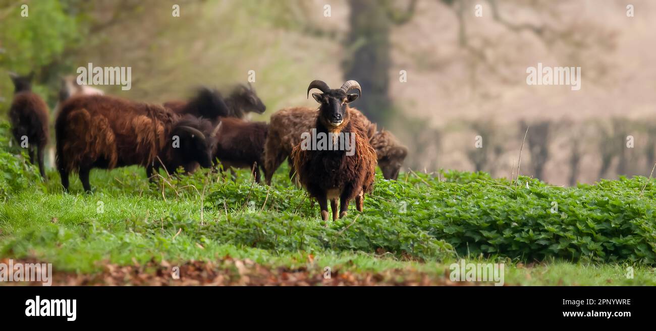 Hebridenschafe mit Hörnern auf einem Feld und zittriger Wolljacke. Panoramaansicht mit Blick direkt auf die Kamera Stockfoto