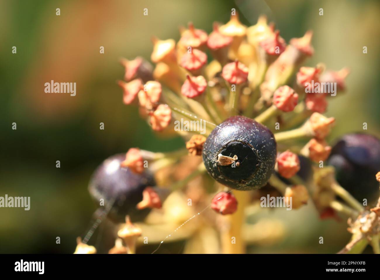 glücksfeder rankhilfe Glücksfeder – ruuds main image 0
