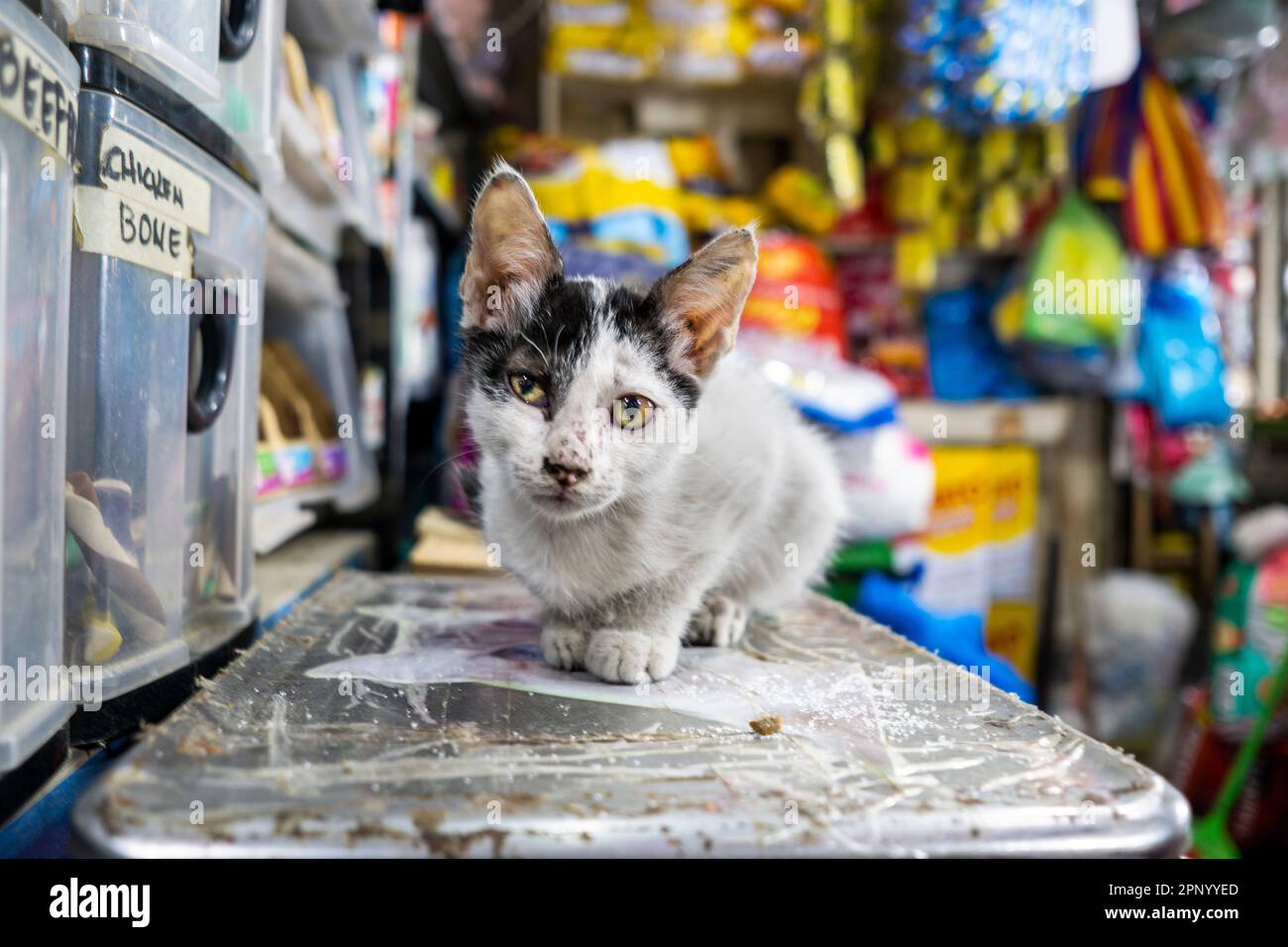 Kätzchen auf dem Tiermarkt. In Old Manila (Intramuros), Philippinen. Stockfoto