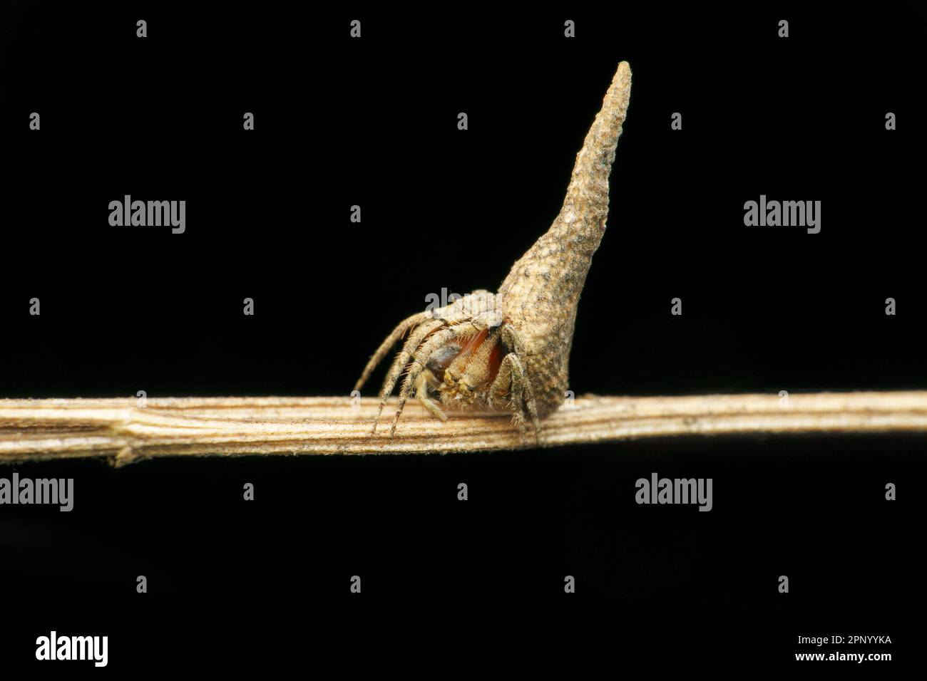 Orbenweberspinne, Araneidae, Satara, Maharashtra, Indien Stockfoto