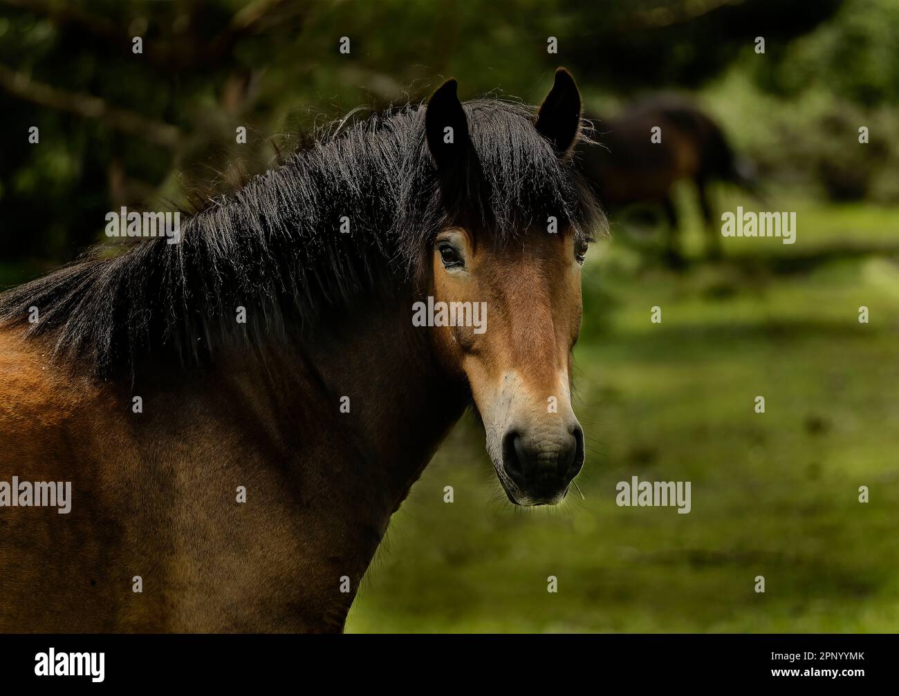 Wildpferde im Sutton Park UK Stockfoto