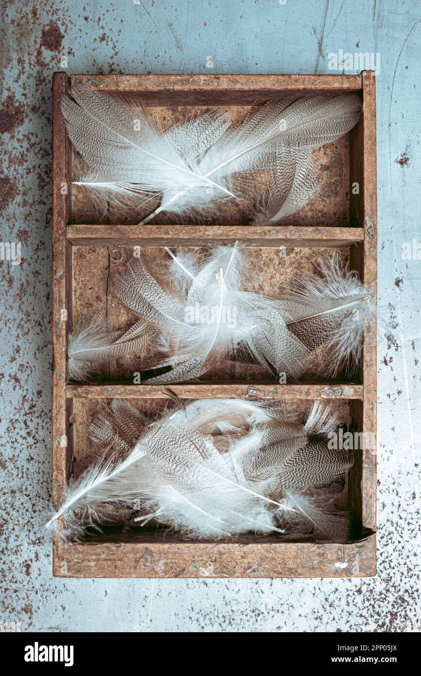 Box mit Regalen und weißen Federn auf Metallhintergrund Stockfoto