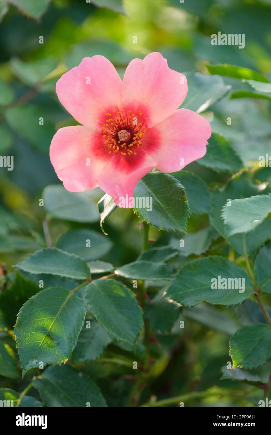 Rosa Cheweyesup, Rose nur für Ihre Augen, kompakte Strauchrose, Single, kräftige rosa Blumen, roter Fleck am Fuß Stockfoto
