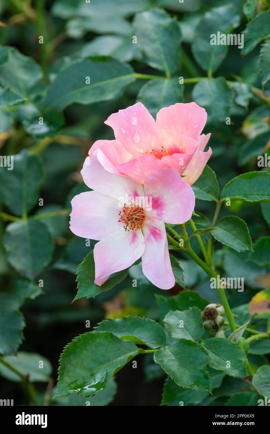 Rosa Cheweyesup, Rose nur für Ihre Augen, kompakte Strauchrose, Single, kräftige rosa Blumen, roter Fleck am Fuß Stockfoto