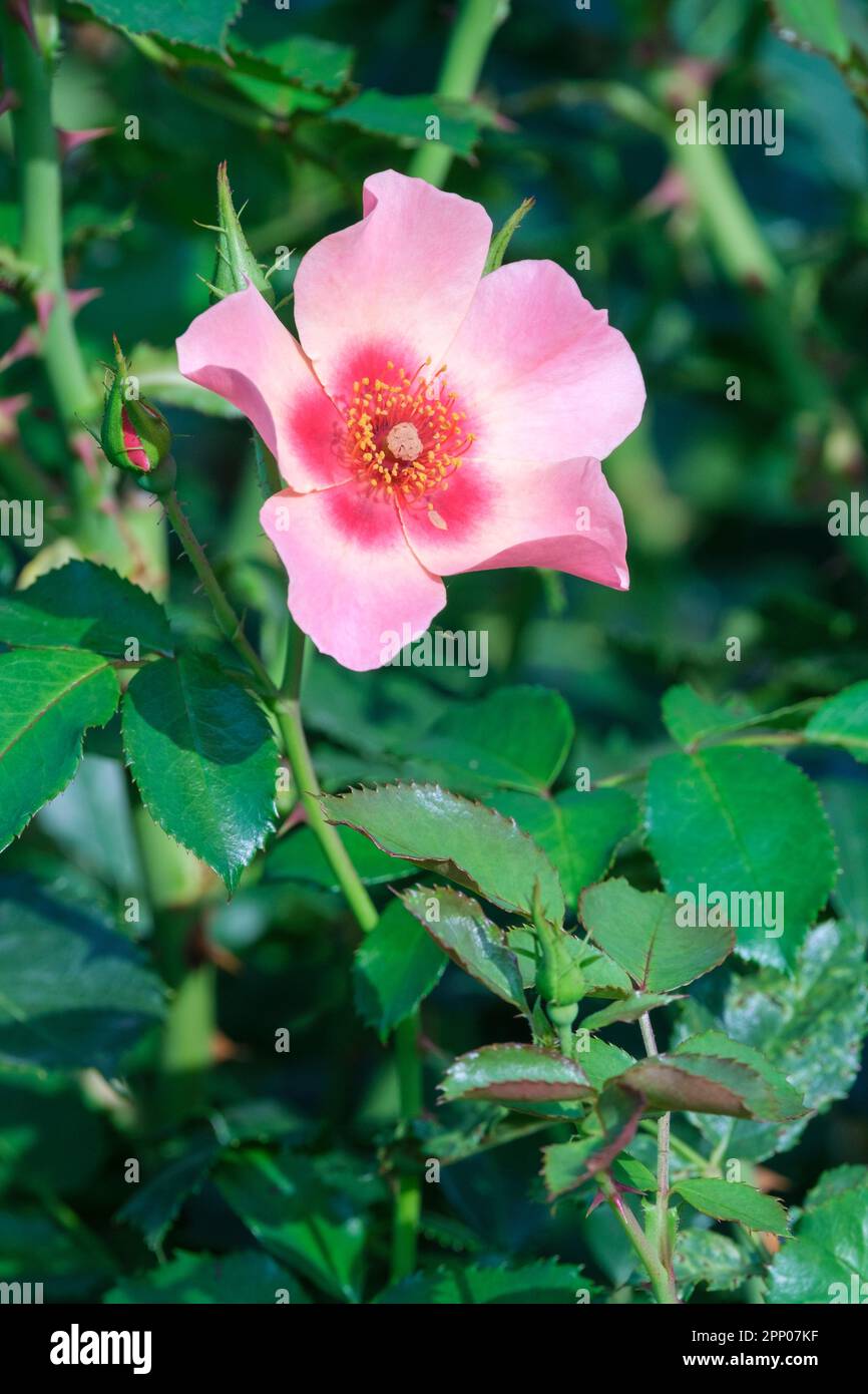 Rosa Cheweyesup, Rose nur für Ihre Augen, kompakte Strauchrose, Single, kräftige rosa Blumen, roter Fleck am Fuß Stockfoto