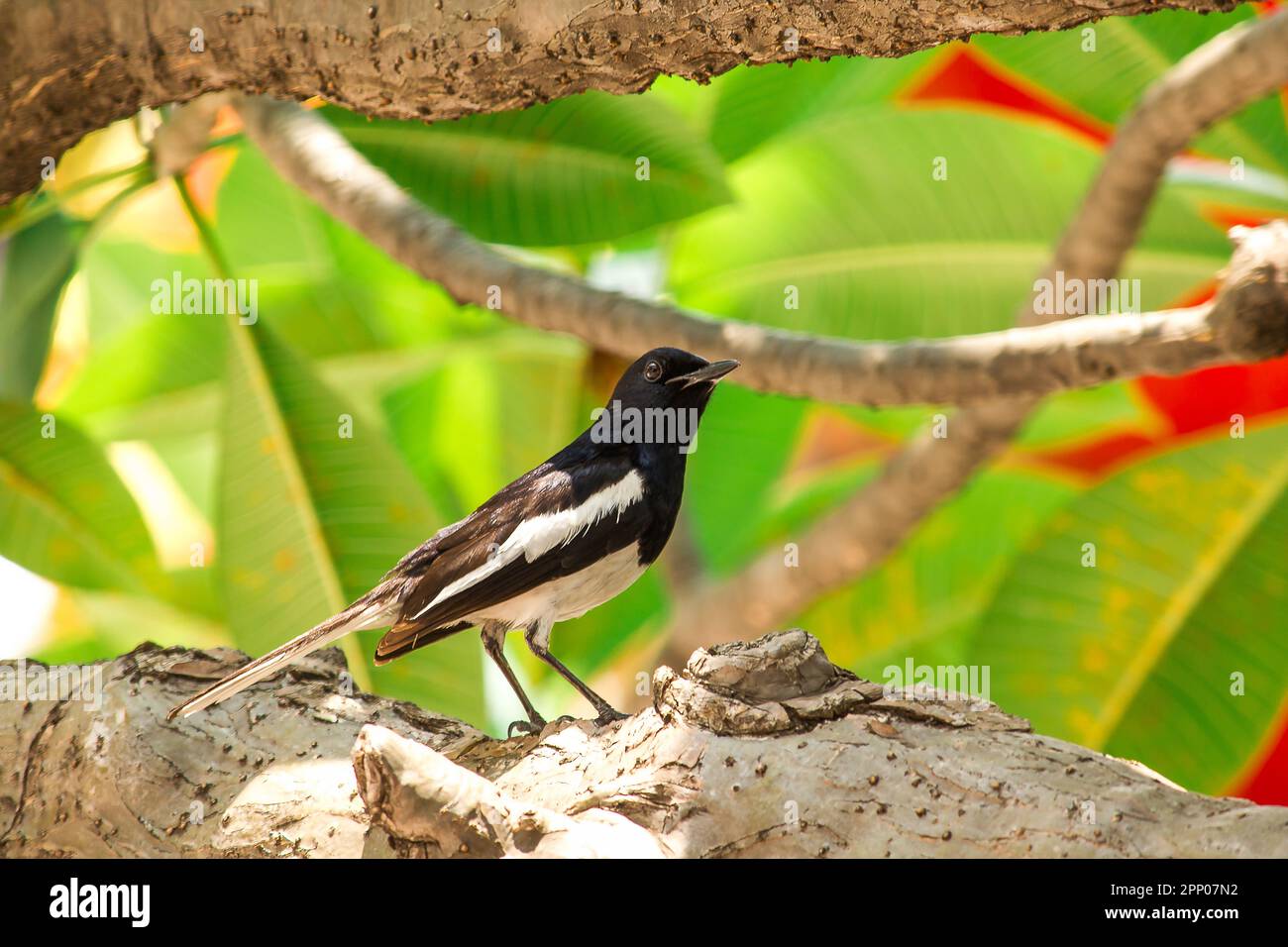 Die Elster ist auf dem Baum. Stockfoto