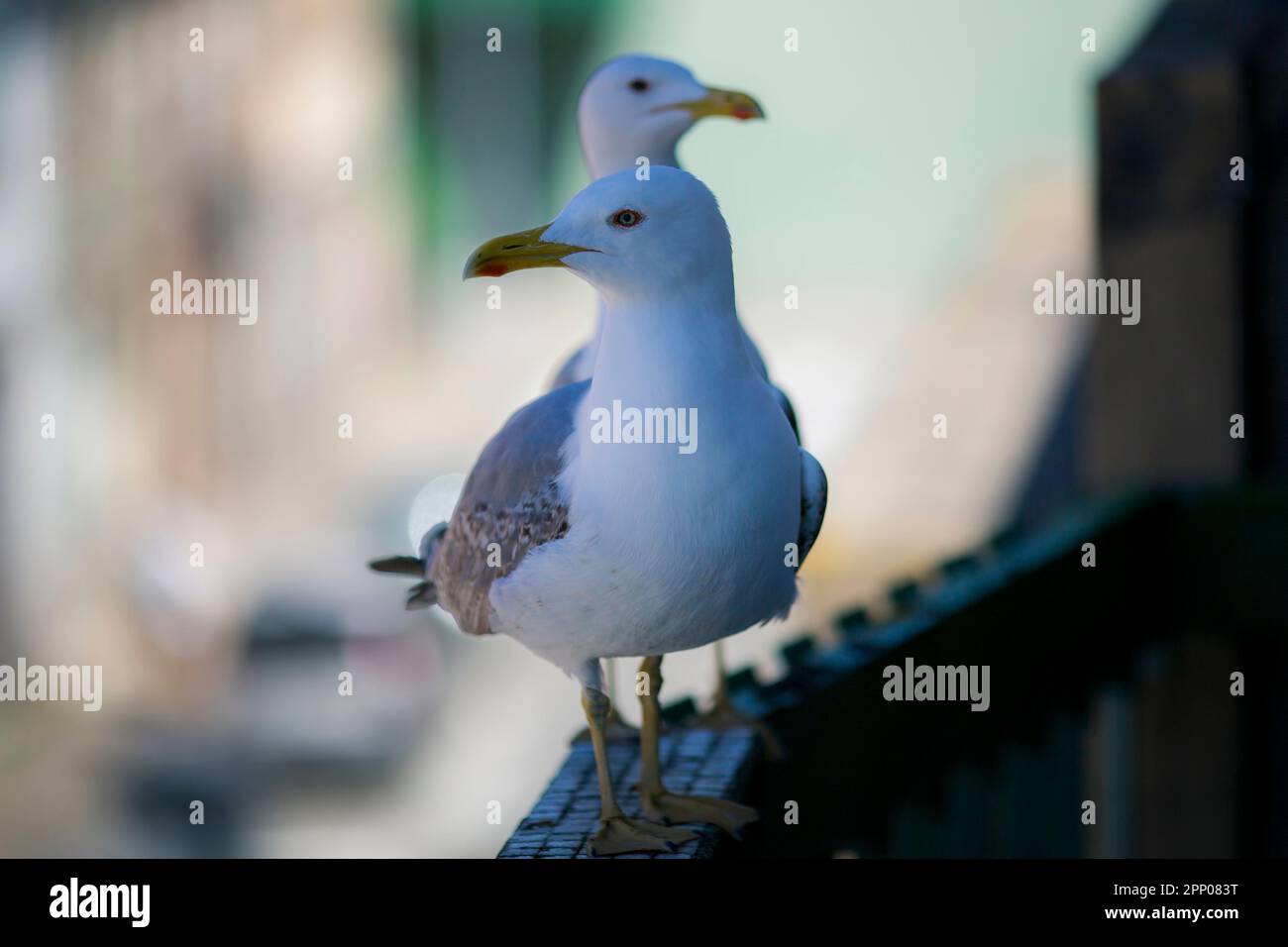 Die Möwen sitzen auf dem Balkon. Stockfoto