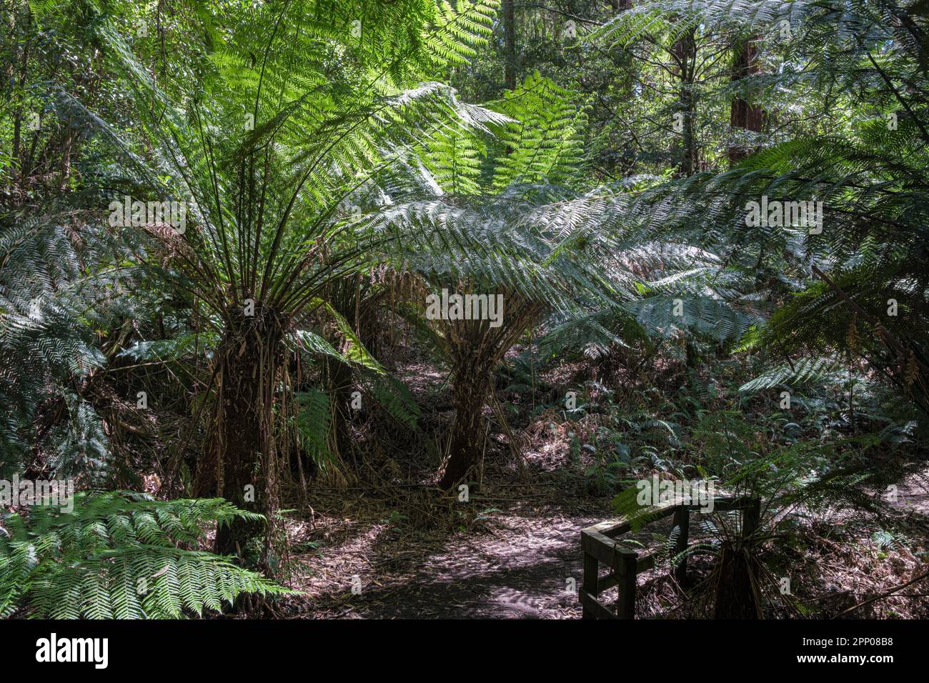Melba Gully, Great Otway National Park, Victoria, Australien Stockfoto
