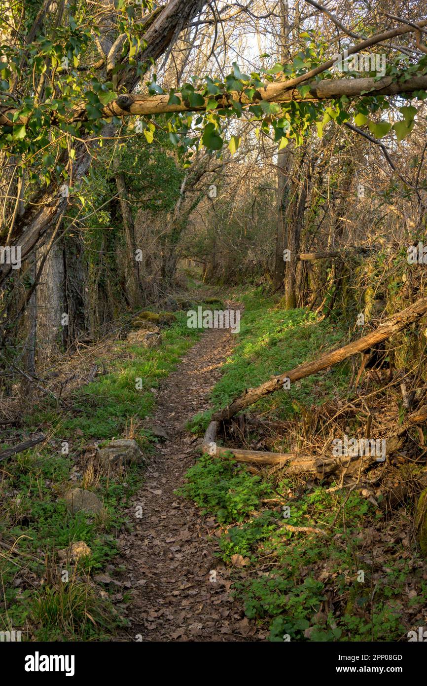 Pfad in grünem Wald mit Moos und Efeu in den feuchten Bäumen geheimnisvoll in der Vertikalen Stockfoto