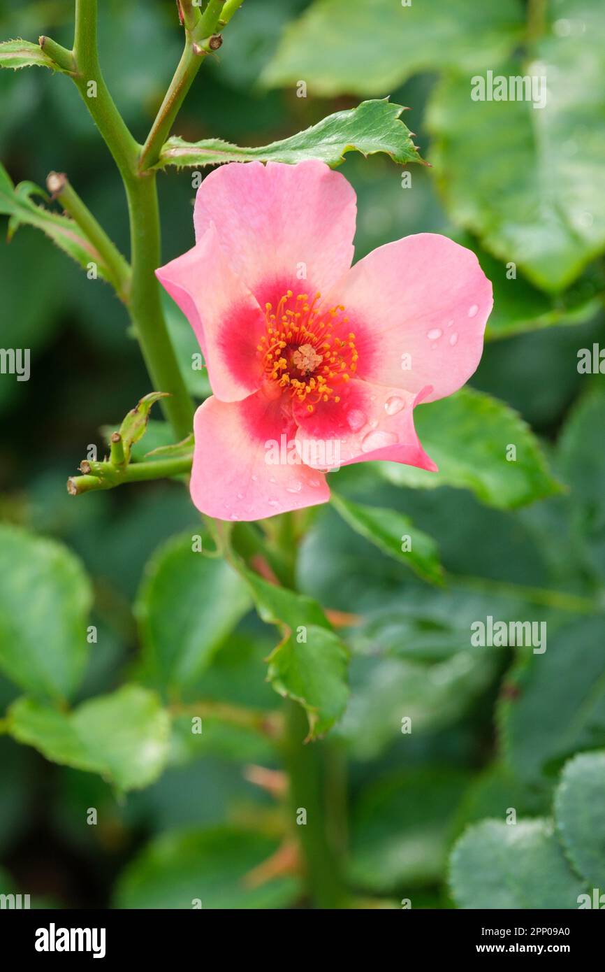 Rosa Cheweyesup, Rose nur für Ihre Augen, kompakte Strauchrose, Single, kräftige rosa Blumen, roter Fleck am Fuß Stockfoto