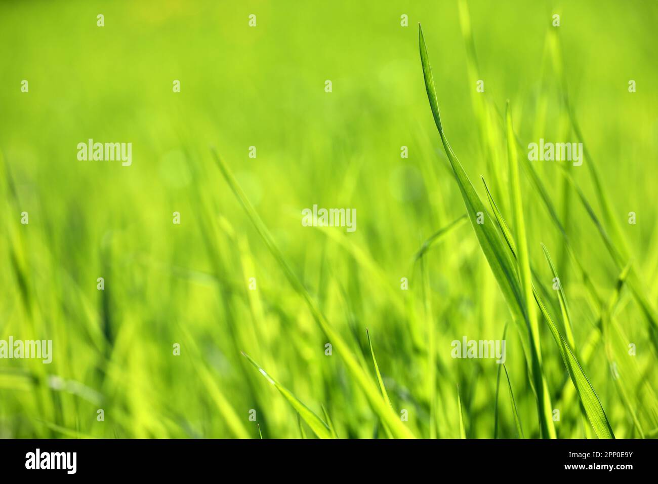 Hellgrünes Gras im Sonnenlicht, verschwommener Hintergrund. Frische Natur im Frühling oder Sommer, sonnige Wiese Stockfoto