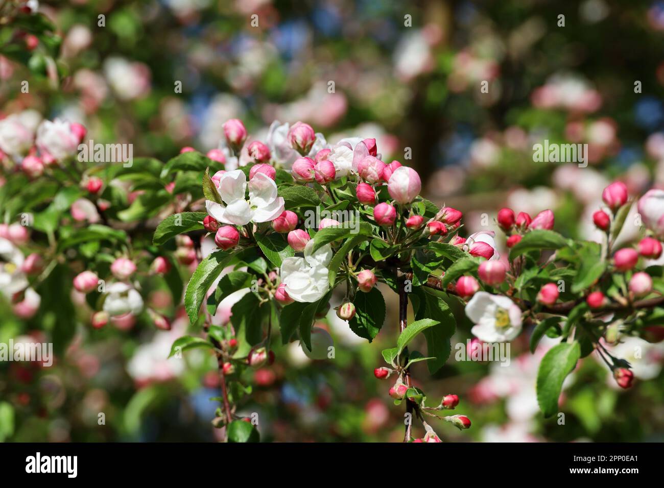 Apfelblüte an einem Zweig im Frühlingsgarten an sonnigen Tagen. Rosafarbene Knospen und Blüten mit grünen Blättern Stockfoto