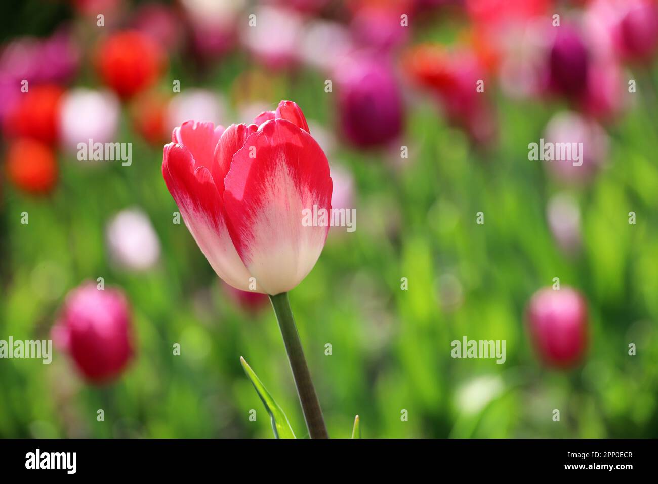 Rote, rosafarbene und weiße Tulpenblüten im Sonnenlicht, farbenfroher Frühlingshintergrund. Feld der blühenden Tulpen, selektiver Fokus Stockfoto