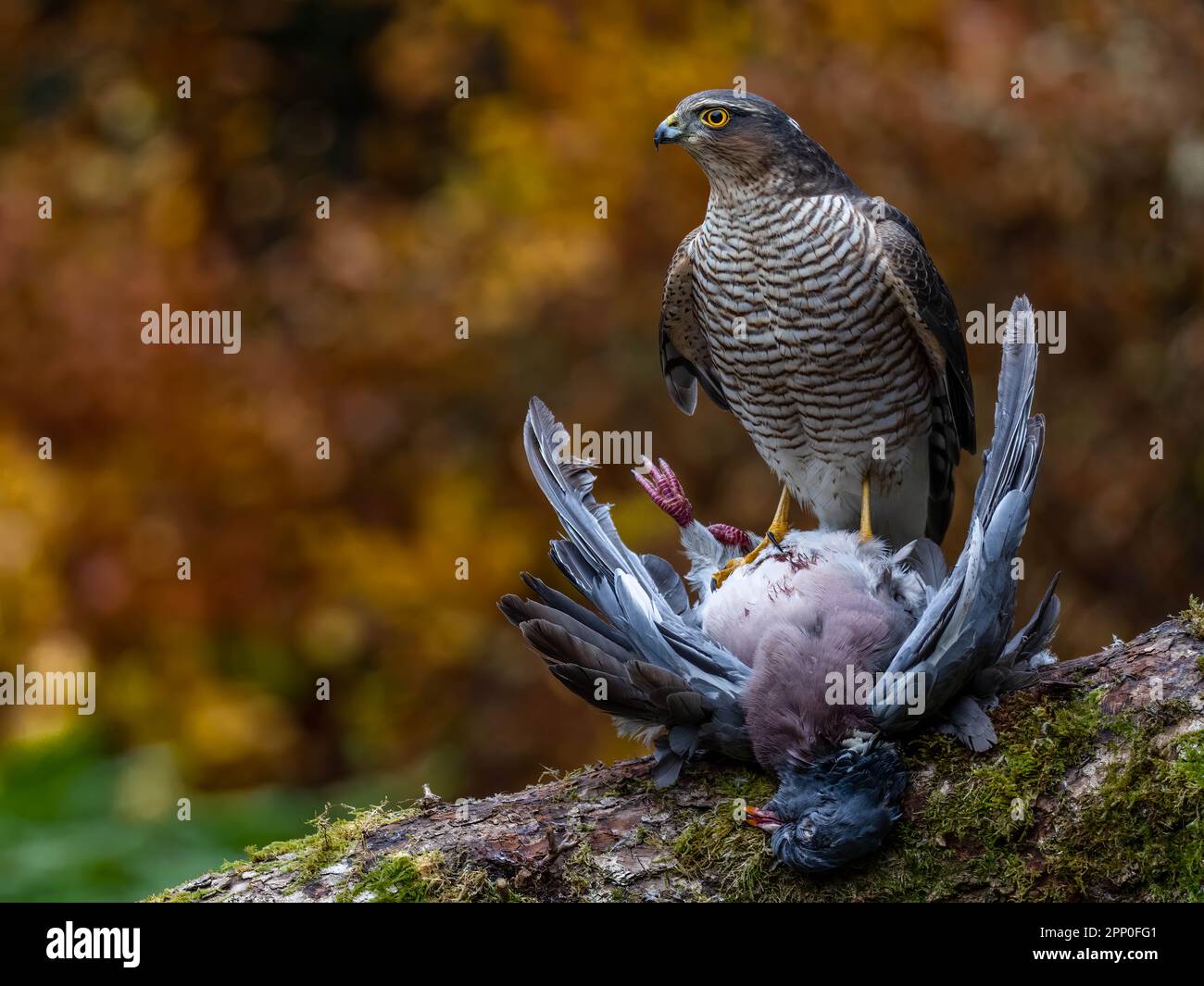 Ein eurasischer Sperber (Accipiter nisus) mit seiner Beute Stockfoto