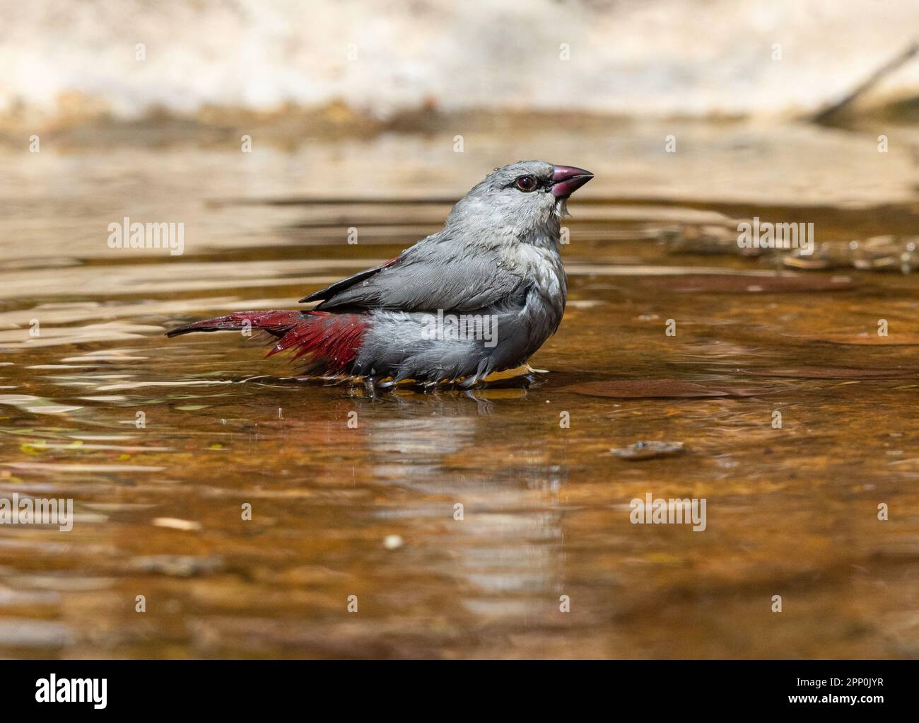Lavendelwachs, Das Gambia Stockfoto