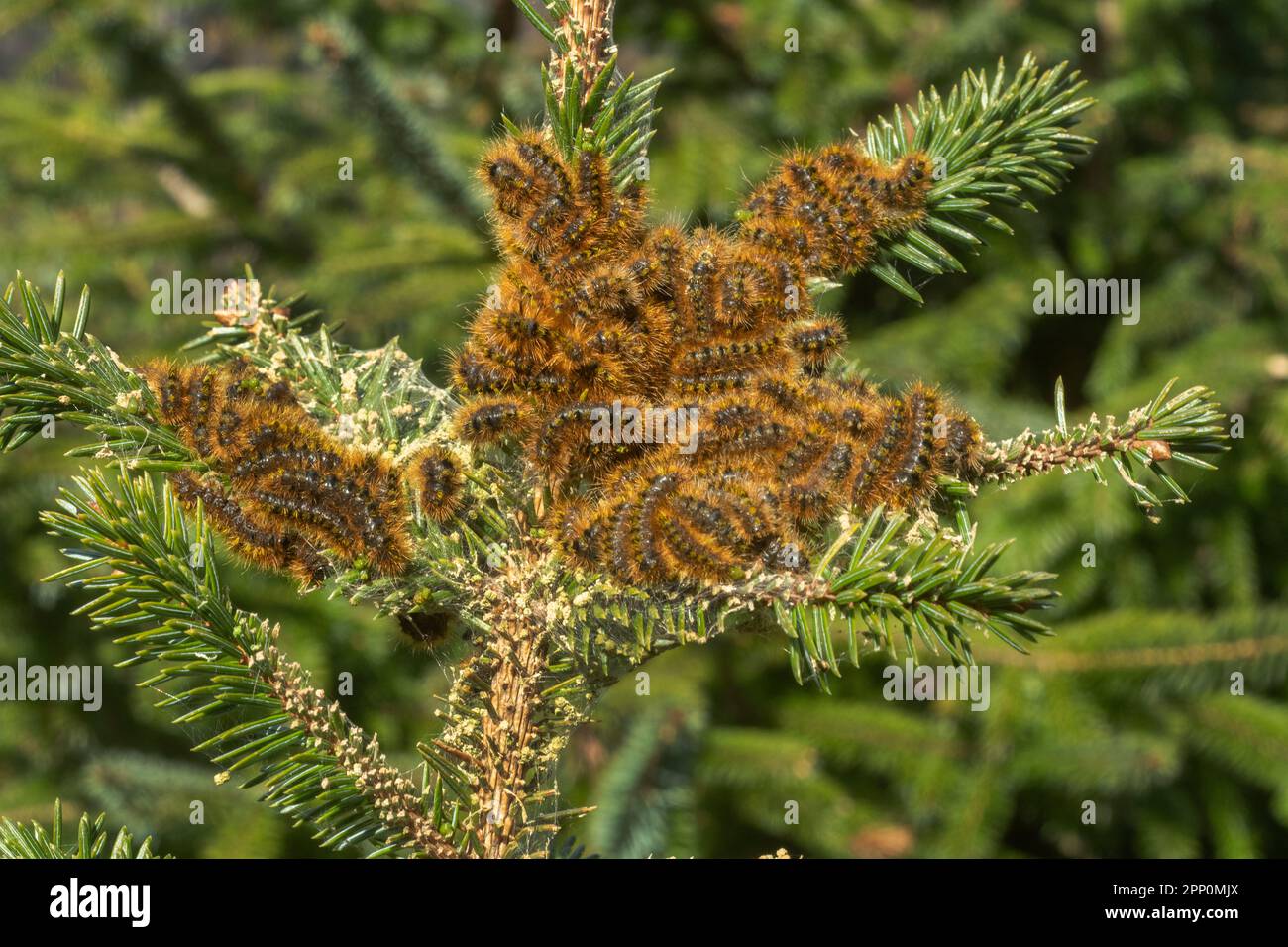 Raupen der Silbergepunkteten Tigermotte (Lophocampa argentata) auf Sitka-Fichte Stockfoto